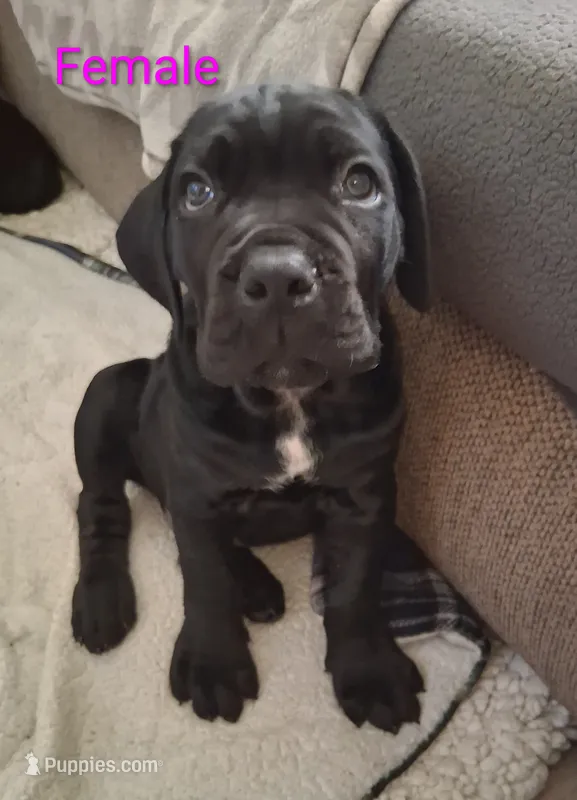 Puppy – Cane Corso puppy for sale in Charleston, WV