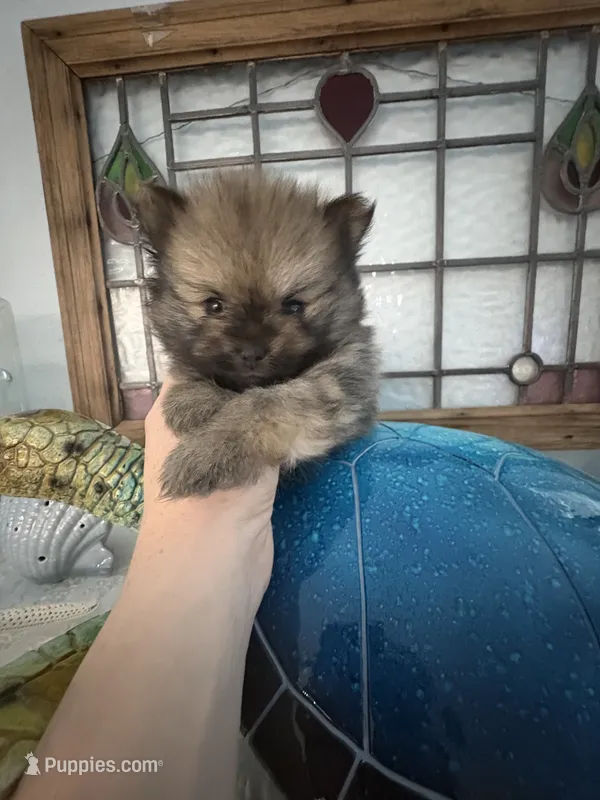 Andre – Pomeranian puppy for sale in Big Pine Key, FL