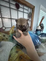 Andre, a male Pomeranian for sale in Big Pine Key, FL – 2 of 4