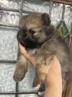 Andre, a male Pomeranian for sale in Big Pine Key, FL – 4 of 4