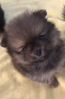 Teddy, a male Pomeranian for sale in Big Pine Key, FL – 2 of 4