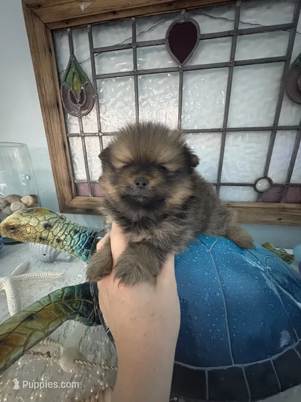 Teddy – Pomeranian puppy for sale in Big Pine Key, FL