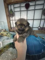 Teddy, a male Pomeranian for sale in Big Pine Key, FL – 1 of 4