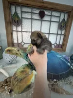 Andre, a male Pomeranian for sale in Big Pine Key, FL – 3 of 4
