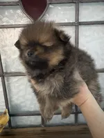 Teddy, a male Pomeranian for sale in Big Pine Key, FL – 4 of 4