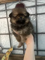 Teddy, a male Pomeranian for sale in Big Pine Key, FL – 3 of 4
