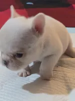 Snow, a female French Bulldog for sale in East Orange, NJ – Photo 2 of 2