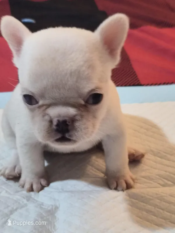 Snow – French Bulldog puppy for sale in East Orange, NJ