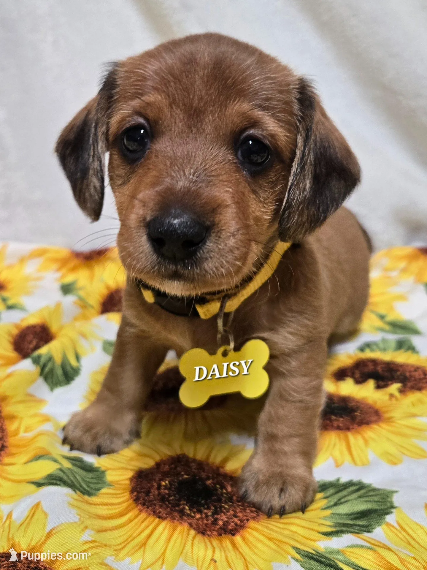 Daisy-wirehair, a female Miniature Dachshund for sale in Blair, OK – Photo 1 of 6