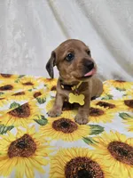 Daisy-wirehair, a female Miniature Dachshund for sale in Blair, OK – Photo 2 of 6