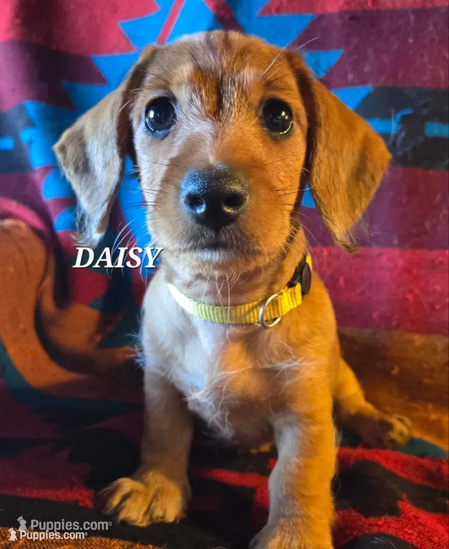 Daisy-wirehair – Miniature Dachshund puppy for sale in Blair, OK