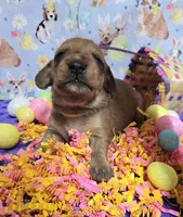 Daisy-wirehair, a female Miniature Dachshund for sale in Blair, OK – Photo 5 of 6