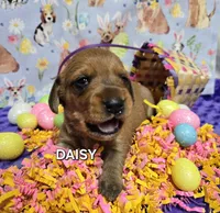 Daisy-wirehair, a female Miniature Dachshund for sale in Blair, OK – Photo 6 of 6