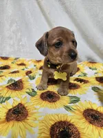 Daisy-wirehair, a female Miniature Dachshund for sale in Blair, OK – Photo 3 of 6
