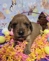 Daisy-wirehair, a female Miniature Dachshund for sale in Blair, OK – Photo 4 of 6