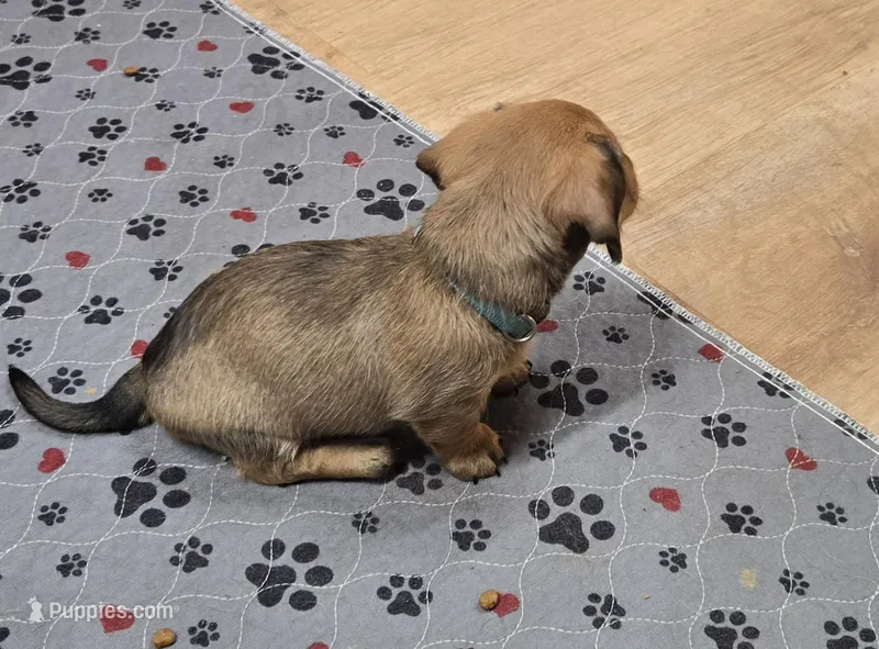 River-wire – Miniature Dachshund puppy for sale in Blair, OK