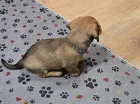 River-wire, a male Miniature Dachshund for sale in Blair, OK – Photo 1 of 8