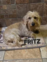 River-wire, a male Miniature Dachshund for sale in Blair, OK – Photo 4 of 8