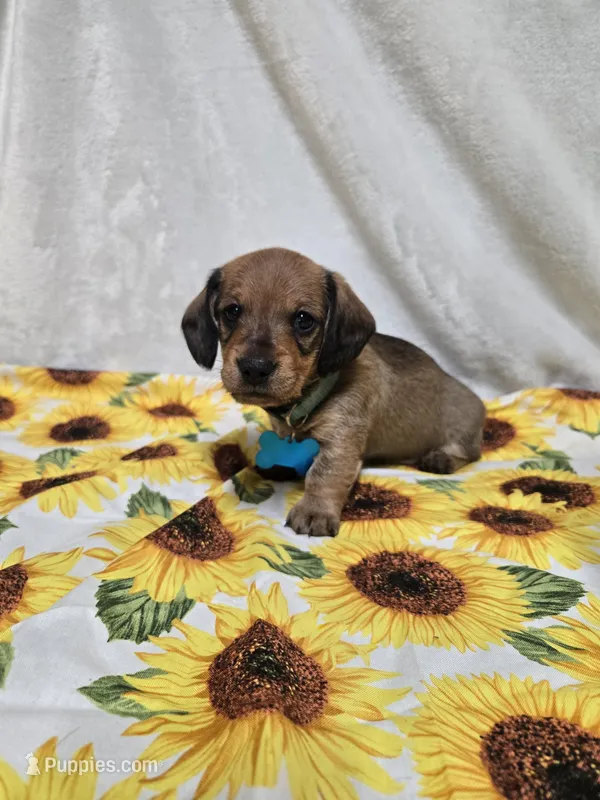River-wire – Miniature Dachshund puppy for sale in Blair, OK