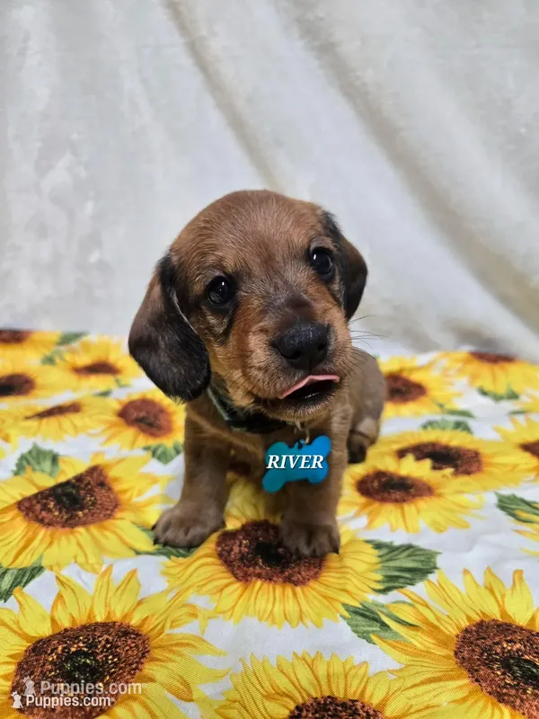 River-wire – Miniature Dachshund puppy for sale in Blair, OK