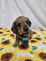 River-wire, a male Miniature Dachshund for sale in Blair, OK – Photo 7 of 8