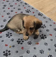 River-wire, a male Miniature Dachshund for sale in Blair, OK – Photo 5 of 8