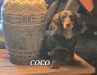 River-wire, a male Miniature Dachshund for sale in Blair, OK – Photo 6 of 8