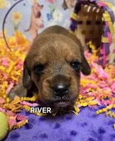 River-wire, a male Miniature Dachshund for sale in Blair, OK – Photo 3 of 8