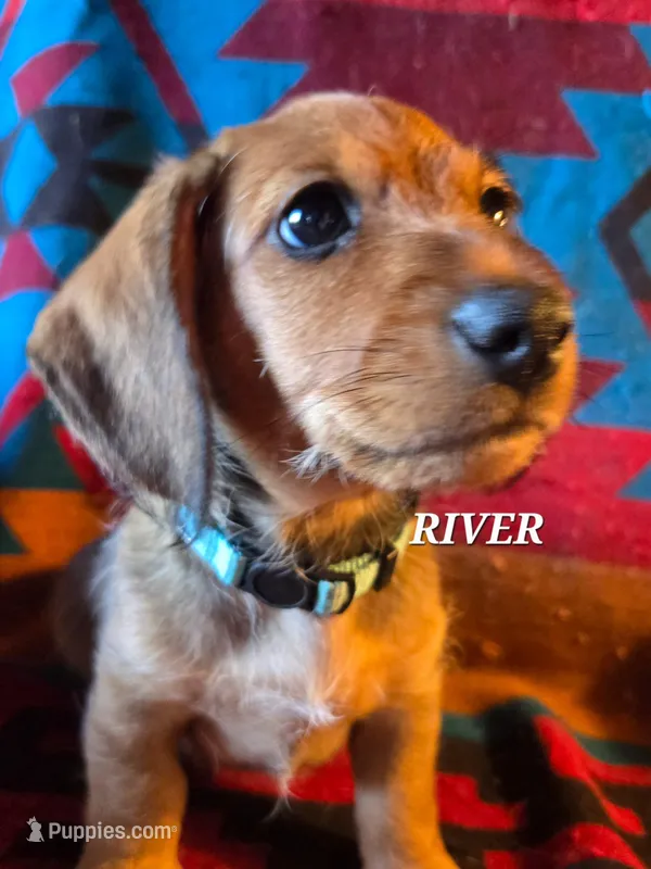 River-wire – Miniature Dachshund puppy for sale in Blair, OK
