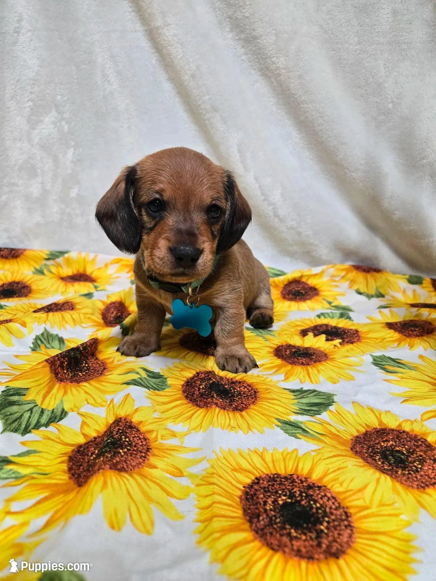 River-wire, a male Miniature Dachshund for sale in Blair, OK – Photo 8 of 8