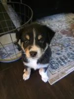 Daisy, a female Australian Shepherd for sale in Valdosta, GA – Photo 3 of 4