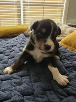 Daisy, a female Australian Shepherd for sale in Valdosta, GA – Photo 4 of 4