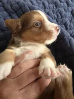 MAVRICK , a male Australian Shepherd for sale in Valdosta, GA – Photo 5 of 6