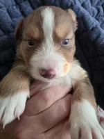 MAVRICK , a male Australian Shepherd for sale in Valdosta, GA – Photo 4 of 6