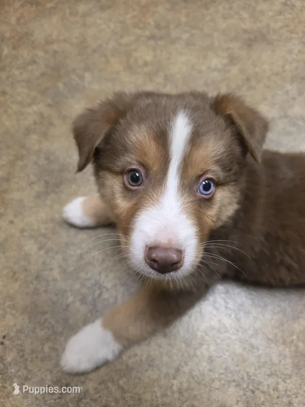 MAVRICK  – Australian Shepherd puppy for sale in Valdosta, GA