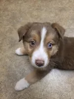 MAVRICK , a male Australian Shepherd for sale in Valdosta, GA – Photo 1 of 6