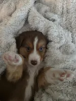 MAVRICK , a male Australian Shepherd for sale in Valdosta, GA – Photo 2 of 6