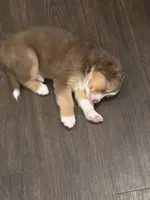 MAVRICK , a male Australian Shepherd for sale in Valdosta, GA – Photo 3 of 6