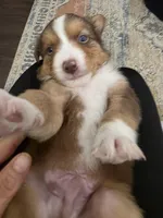 MAVRICK , a male Australian Shepherd for sale in Valdosta, GA – Photo 6 of 6