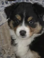 Bo, a male Australian Shepherd for sale in Valdosta, GA – Photo 2 of 4