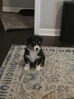 Bo, a male Australian Shepherd for sale in Valdosta, GA – Photo 3 of 4