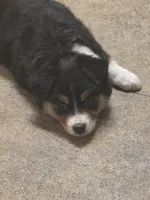 Bo, a male Australian Shepherd for sale in Valdosta, GA – Photo 4 of 4