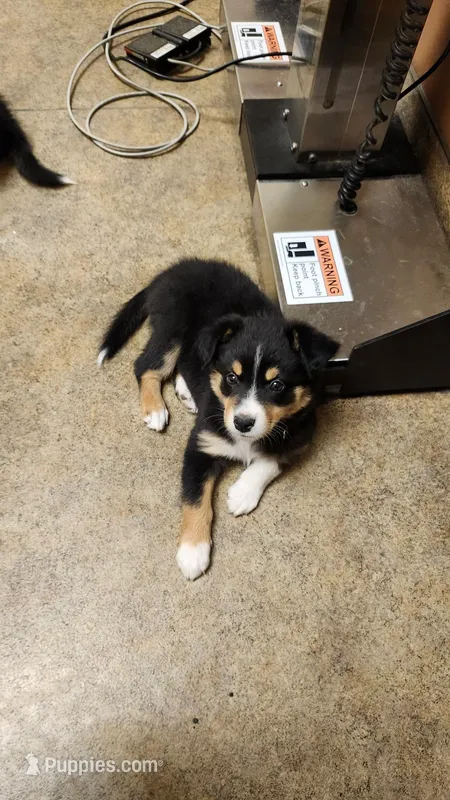 Bo – Australian Shepherd puppy for sale in Valdosta, GA