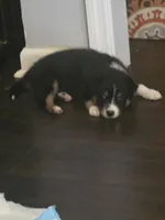 Luke, a male Australian Shepherd for sale in Valdosta, GA – Photo 3 of 4