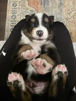 Luke, a male Australian Shepherd for sale in Valdosta, GA – Photo 2 of 4