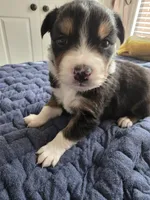 Luke, a male Australian Shepherd for sale in Valdosta, GA – Photo 4 of 4