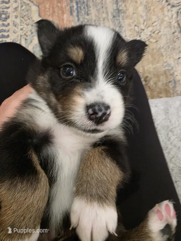 Luke – Australian Shepherd puppy for sale in Valdosta, GA