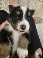 Luke, a male Australian Shepherd for sale in Valdosta, GA – Photo 1 of 4