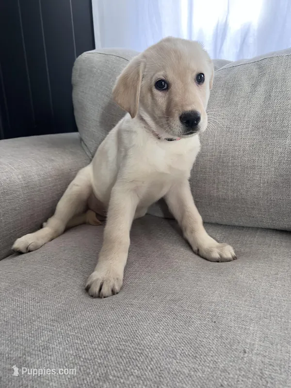 Juliet – German Shepherd Dog, Labrador Retriever puppy for sale in East Lansing, MI