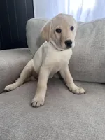 Juliet, a female German Shepherd Dog and Labrador Retriever for sale in East Lansing, MI – Photo 1 of 2